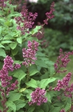 Royalty_RBG_CH