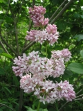 Rozovaya_Dymka_1
