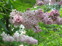 Rozovaya_Dymka_2