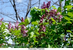 Rozovaya_Piramida_2019_AK_SB_3