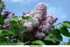 Rozovoe_Oblako_2013_Kyiv_SB_2