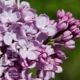 Rozovoe_Oblako__201906_LM_CF