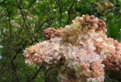 Rozovyi_Opal_Pink_Opal_розовый_опал