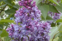 Rubella Plena