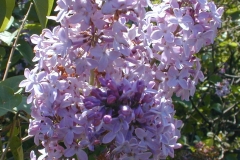 Rubra Insignis