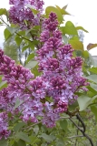 Rubra_Insignis_BP