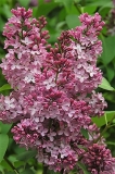 Rubra_Insignis_ZB