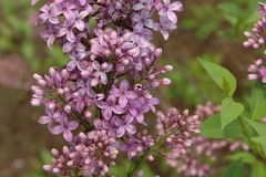 Rubra (persica)