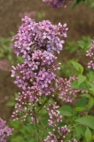 Rubra_persica_New_York_ZB_1