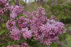 Rubra_persica_New_York_ZB_2