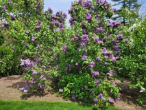 Ruhm_von_Horstenstein_20210428_NYBG_MLD_1
