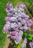Ruhm_von_Horstenstein_20210428_NYBG_MLD_2