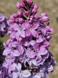 Ruhm_von_Horstenstein_20210428_NYBG_MLD_3
