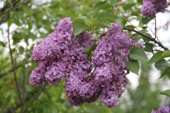 Ruhm_von_Horstenstein_TRD_TP_3
