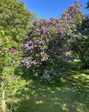 Ruhm_von_Horstentstein_202405_Cherry_Valley_NY_CPD