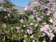 Russkaya_Pesnya_20180526_PGBG_MLD_2
