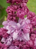 Russkaya_Pesnya_201906_MBG_MLD_2