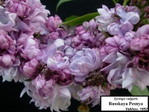 Russkaya_Pesnya_LNT