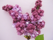 Russkaya_Pesnya_LNT_2