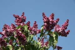 Russkaya_Pesnya_TP_1