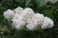 Russkii_Sever_TP_4