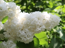 Russkii_Sever_TP_6