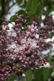 Rustica_2012_Nancy_TP_3