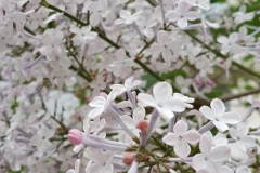 Saeaksi