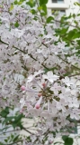 Saeaksi_새악시_2023_Korea_Byounglk_Jeoung