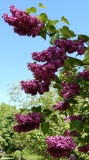 Saima_Estonia_IS_3