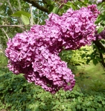 Saima_Estonia_IS_4