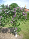 Samanta_201405_Dobele_RR