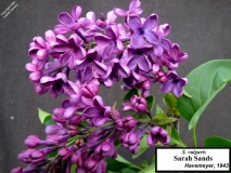 Sarah_Sands_LNT_2