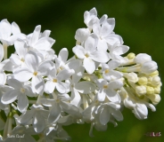Satin_Cloud_2019_LM_CF
