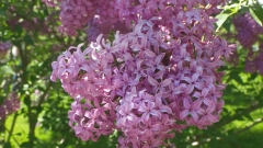 Saugeana_200005_MBG_BB_2