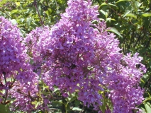 Saugeana_2003_HP_MM__DM_3