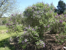 Saugeana_20180501_SRA_MLD_2