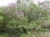 Saugeana_20180512_HA_MLD_1