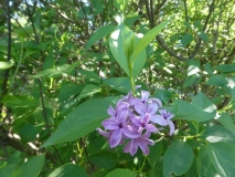 Saugeana_201906_CV_MLD