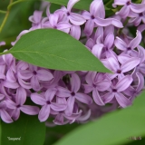 Saugeana_2019_LM_CF