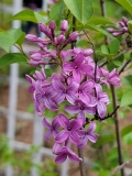 Saugeana_20210427_BLBG_MLD