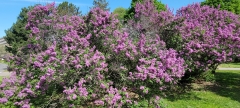 Saugeana_20220513_HP_MLD
