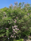 Saugeana_20230526_Hueg_MLD_2