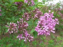 Saugeana_KP_HI_2