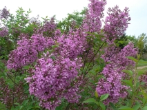 Saugeana_KP_HI_3