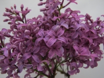 Saugeana_LNT_2