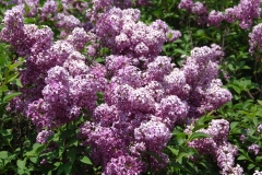 Saugeana_ZB_1