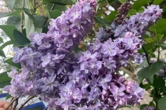 Savonarole