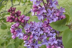 Scipion Cochet