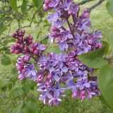 Scipion_Cochet_2003_HP_MM__DM_1